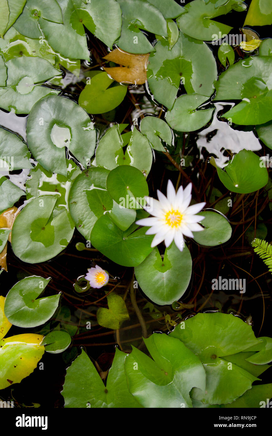 Lotos Flower on the water in Thailand Stock Photo