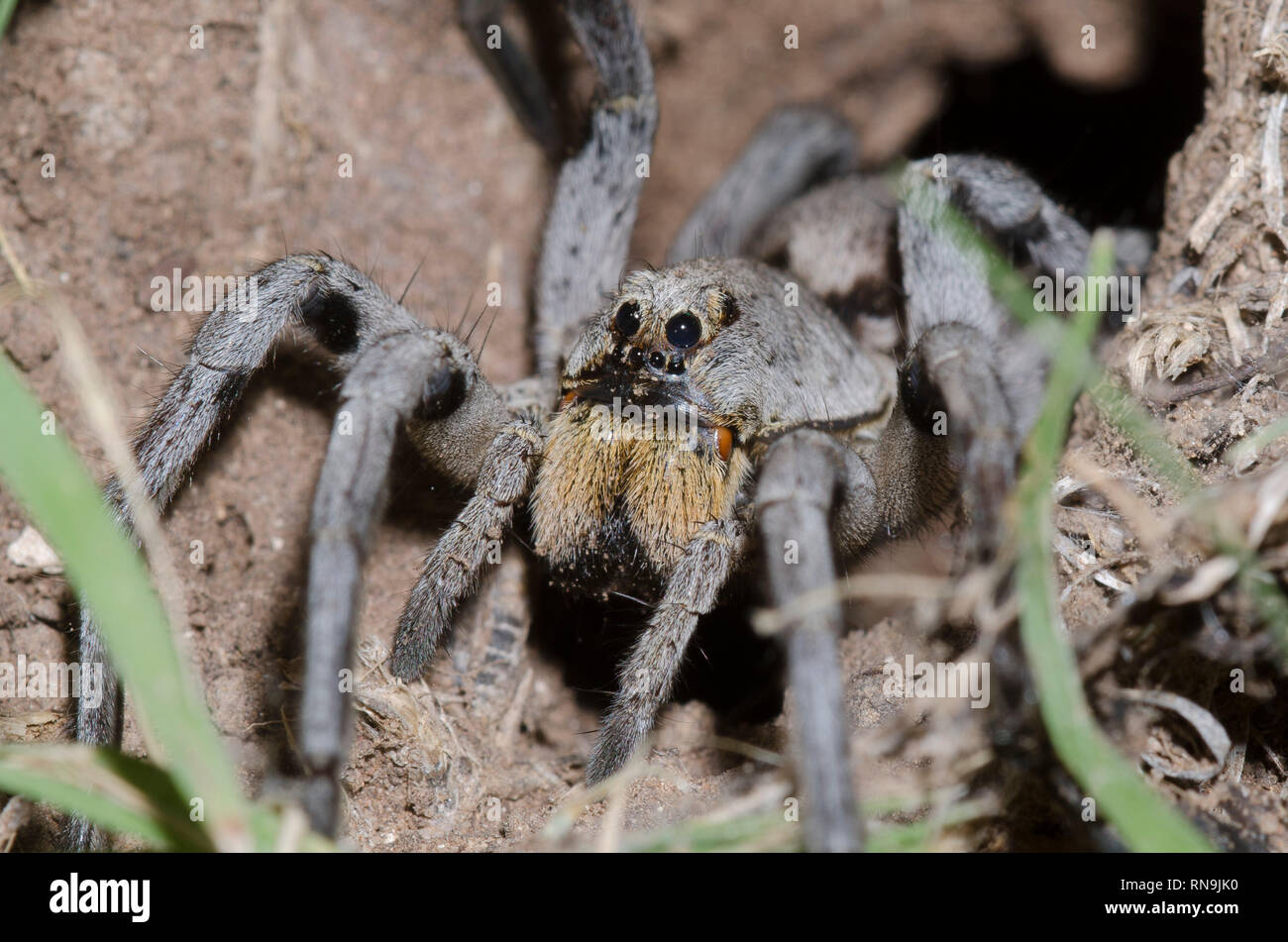 Burrowing Wolf Spider, Geolycosa sp., at burrow Stock Photo Alamy