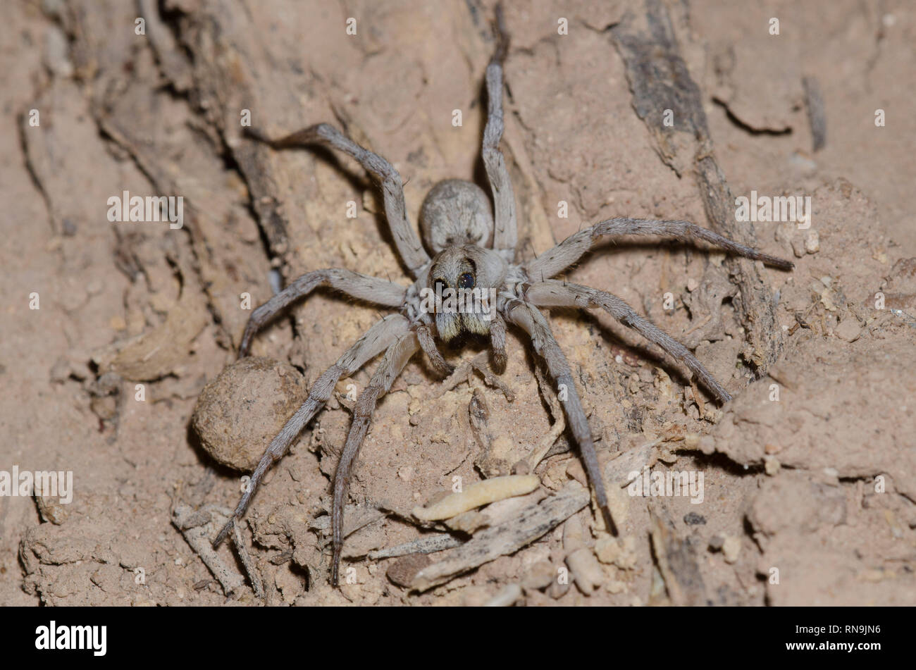 Wolf Spider, Hogna Sp Stock Photo Alamy