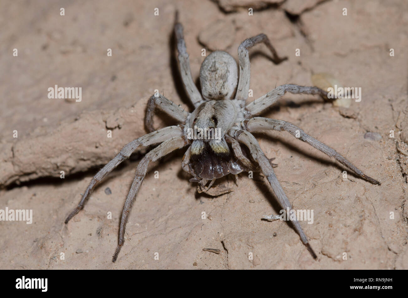 Wolf Spider, Hogna Sp., with woodlouse prey Stock Photo