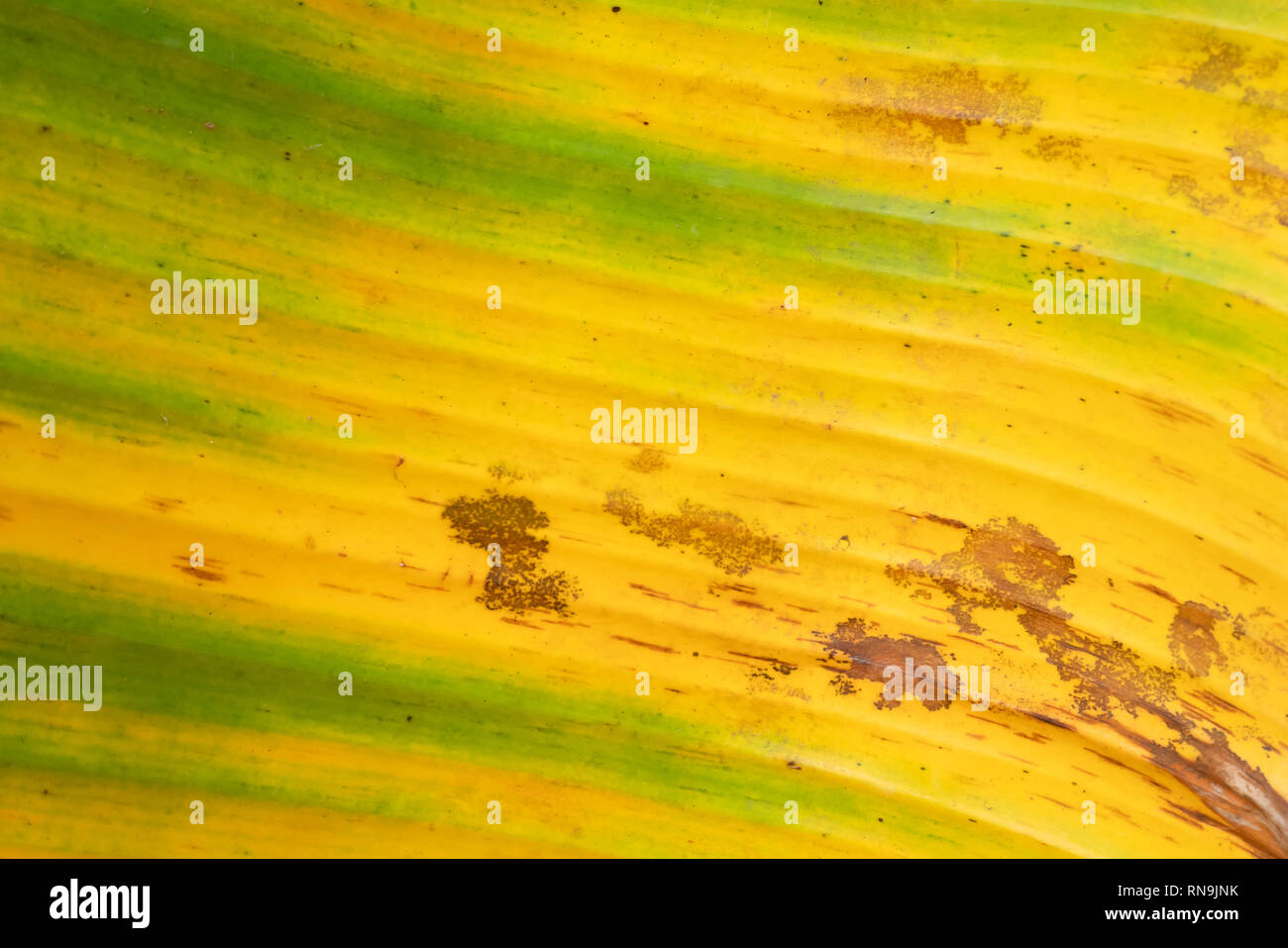 Abstract background and texture of old banana leaf with yellow and green color. Dirty on dry leaves. Stock Photo
