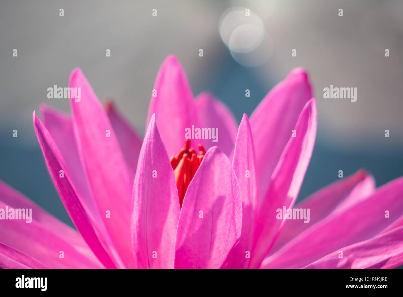 Red lotus flower hires stock photography and images Alamy