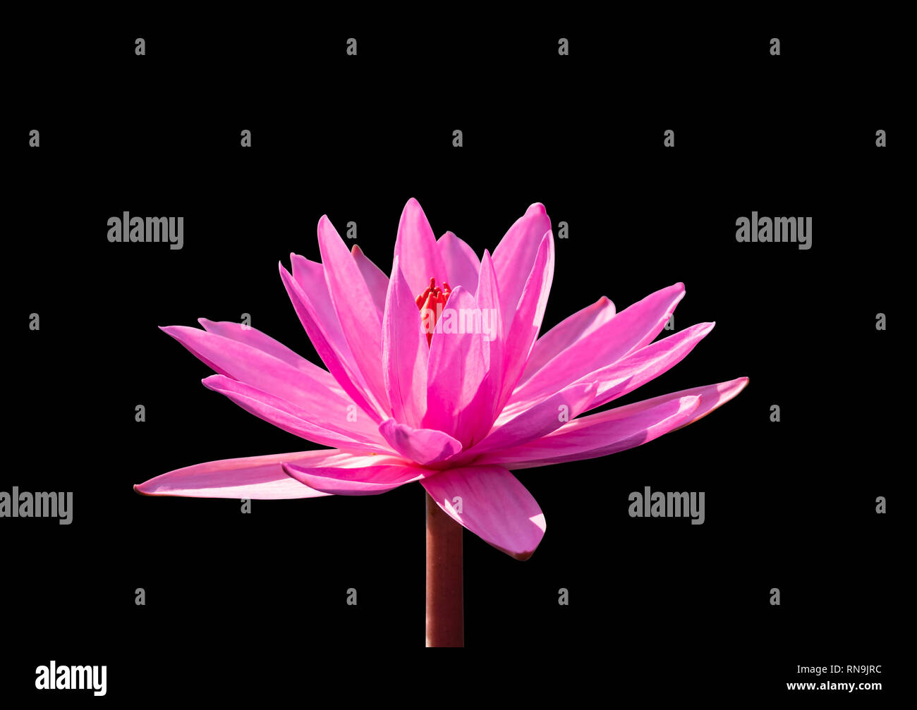 Red lotus flower bloom and sunlight on black background with clipping