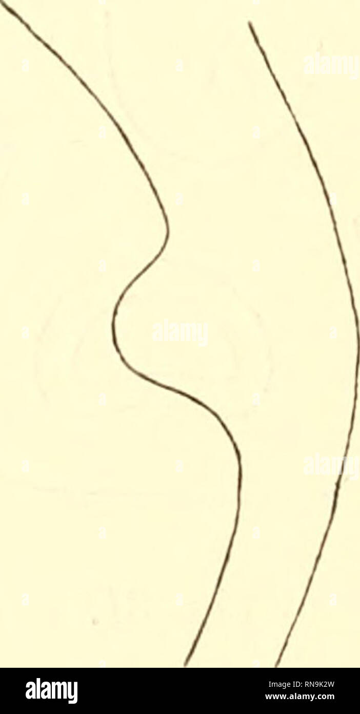 . Anatomische Hefte. . Fig. 33. Fig. 34. die 20 u- tiefen Höhlen der noch sehr kurzen, fast kugelförmig gestalteten Lungenknospen beiderseits einmünden. Die Ab- bildung des Modelies (Figg. 19 u. 20 auf Tat 32 33), sowie die Konturlinie des Sagittalschnittes (Textfig. 34) illustrieren die beschriebenen Tatsachen. Der zwischen Lungenanlage und vorderer Darmpforte gelegene Darmteil erstreckt sich über 52 Schnitte. Der Magen ist bereits als spindelförmige Erweite- rung des Darmes gut erkennbar, ebenso sind die dorsale und die beiden ventralen Pankreasanlagen bereits angelegt. Die craniale Leberanl Stock Photo