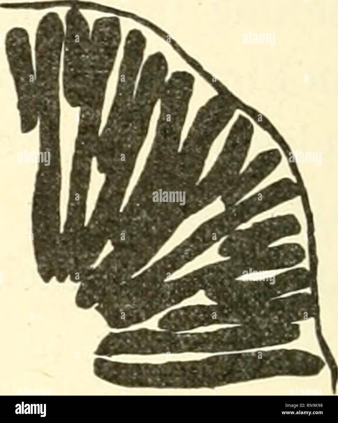 . Anatomische Hefte. . A. B. Fig. 1. A Teil eines Querschnittes einer