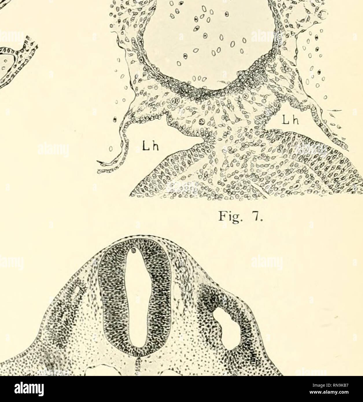Anatomische Hefte Fig 8 Av Asa I Ao Vr V Gt J V V Gt Fe Amp V Fig 10 Vc 3lha Z 11 A M Ie Vv I V V Fig 11 Please Note That These Images Are Extracted