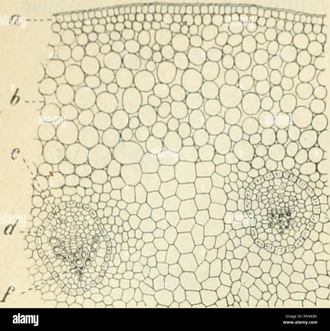 . Anatomie et physiologie végétales à l'usage des étudiants en sciences naturelles des universités, des élèves à l'Institut agronomique, des écoles d'agriculture, etc. Plant anatomy; Plant physiology. 2X8 I.A IKiK 1 Cryptogames vasculaires. — <'-Ih/. 1rs l-'oiiizrifs, par • •xniiplr. le s(tmmrl de la li.uv «'sl ()c<'ii|)réseiile sous la fonne d'un liiaii_i;le, de lariieur variable, S(don (jue la coii|te jiasse plus ou moins prî'S de l au. Seuls, les i^ciires Lycopode el IsoMe, ainsi (|uo cerlaines espèces de Sélagiiudles, piailles di- la classe des L co[)Otliacées (vov. Cri/pt. rasci(L Stock Photo
