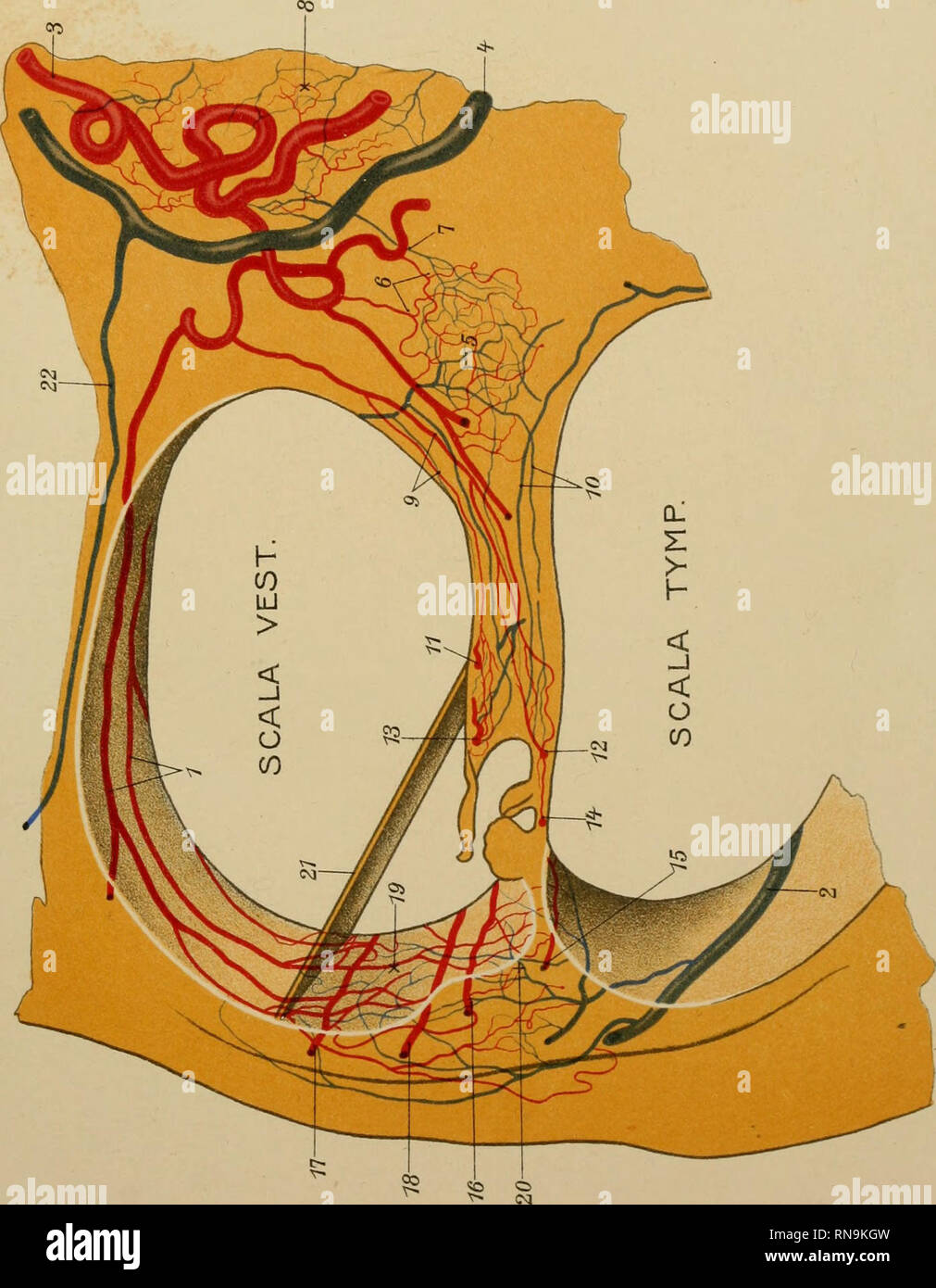 Anatomische Hefte Anntom Hefte I Bteoung W Eea 36m 11