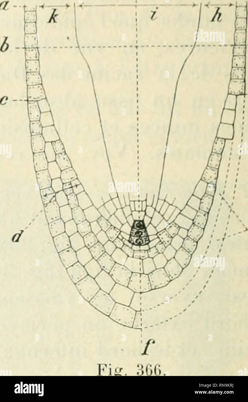 . Anatomie et physiologie végétales à l'usage des étudiants en sciences naturelles des universités, des élèves à l'Institut agronomique, des écoles d'agriculture, etc. Plant anatomy; Plant physiology. Wi-i-'f Fig. 3ti3. Fig. 3G5. — II. coupe longitudinale d'un embryon de Zizania ar/uafica. — o, cotylL'don ; ft, grnnrmlL'; c. (?|)ii)laste (sorte do second cotylédon); d, radi- cule endogène : /(, ])aso de la tigelle; f. ligetle. avec cordon procanibial ; .7, cordon procambial (cbauclic &lt;le la méristèle) du cotylcdon. — I. coupe transversale au niveau de la gemmule : a. cotylédon, entourant la Stock Photo