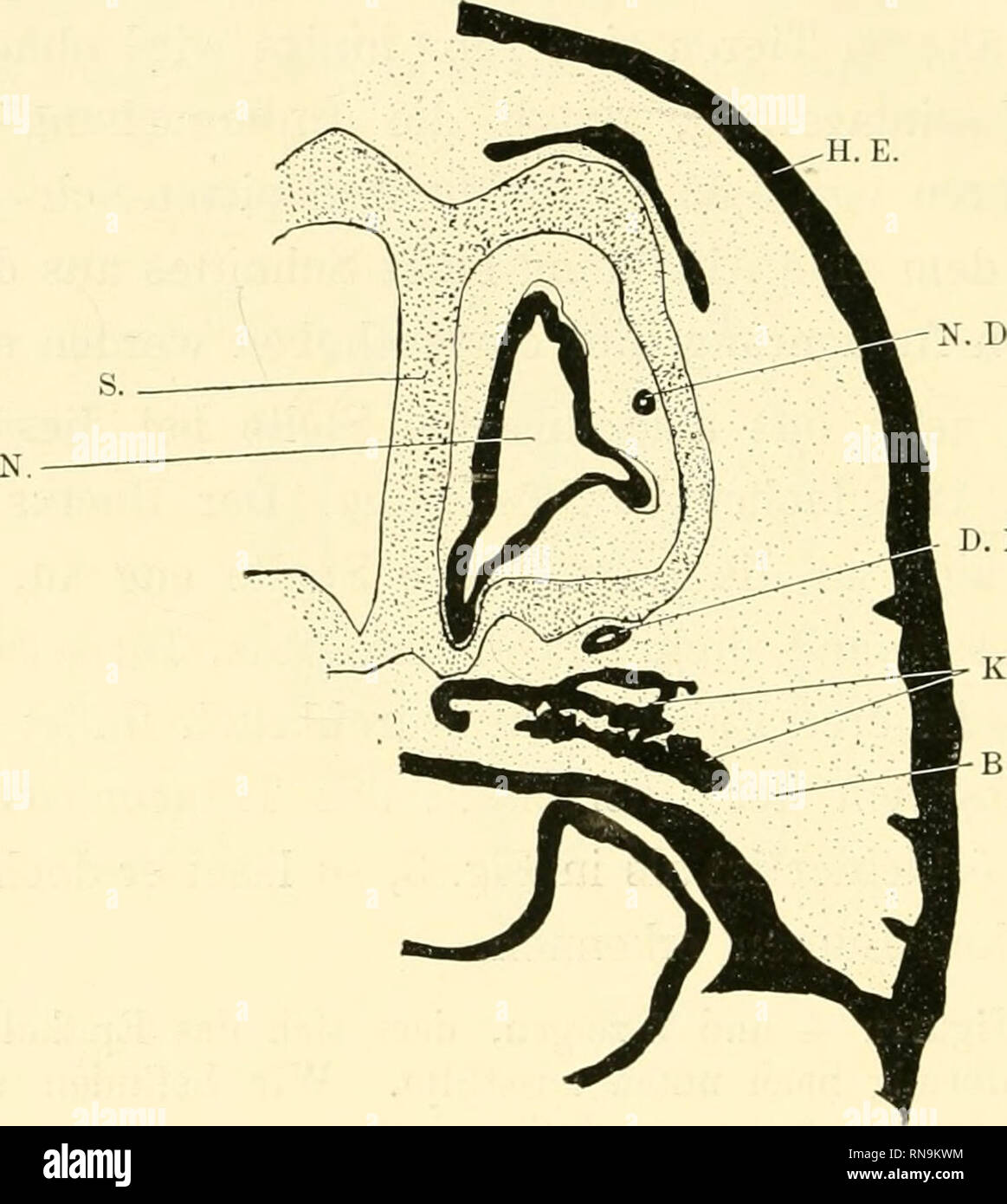 . Anatomische Hefte. 410 P. TÜFFERS, der unteren Lamelle des seitlichen Nasenknorpels ein und pässt sich in seiner ovalen Form der Furche gleichsam an, wiewohl er durch etwas Bindegewebe davon getrennt ist. Dieser Schnitt befindet sich also zwischen der hinteren und vorderen An- lagerung des Ductus nasolacrimalis an die Nasenschleimhaut. ,- D. N. L.. Figur 6. Schnitt durch den vorderen Teil des Vorderkopfes des Didelphysembryo von 3,1 cm Schnauzenspitzen-Schwanzwurzellänge. Entfernung vom Schnittbild Fig. 4 = 27 Schnitte = 405 /». Vergrößerung 30 fach. Buchstabenerklärung siehe Fig. 3. Die Fig Stock Photo