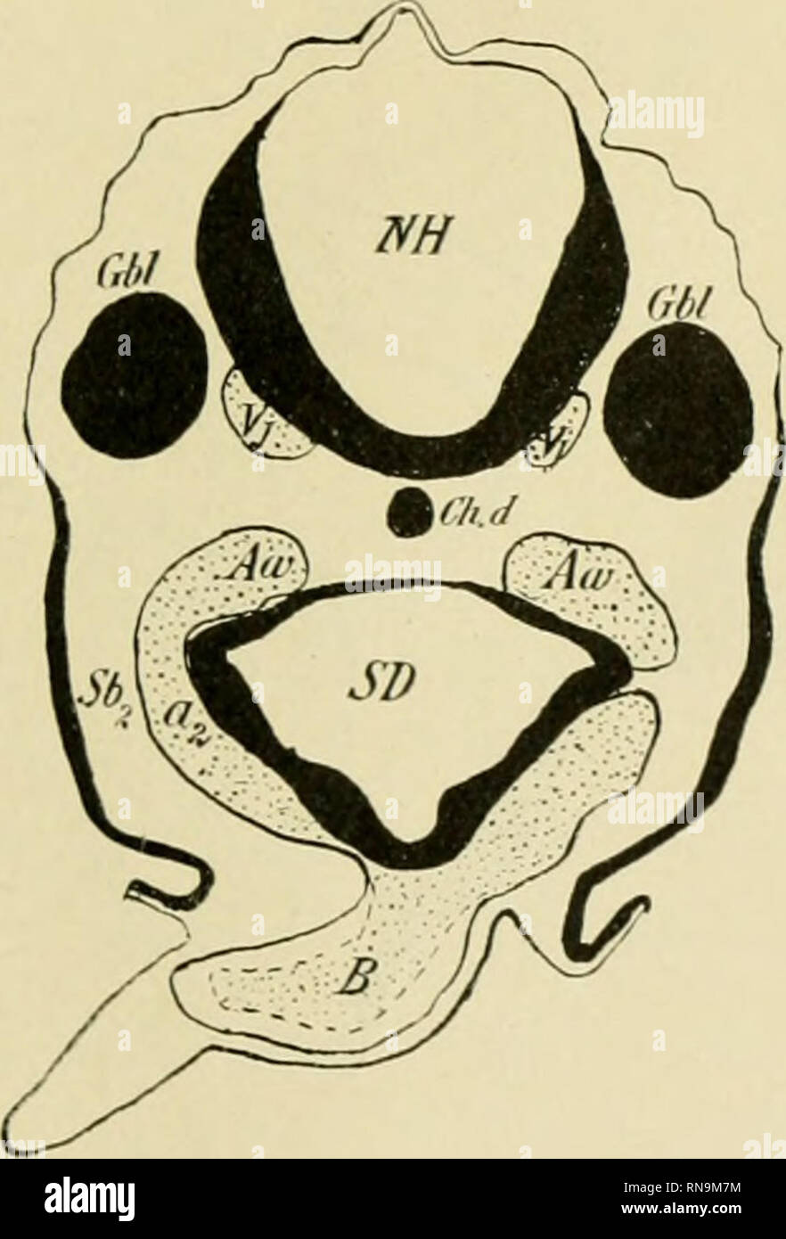 . Anatomische Hefte. Fig. 3. Längsschnitt durch einen Hühnerembryo von 7,4 mm g. L. (II. Periode). KD Kopfdarm, a Ausstülpung des Darmbodens (Grenze zwischen Kopfdarm und Schlunddarm). SD Schlunddarm. Mv Rachenmembran. Thyr Schilddrüse. Sbt 1. Schlundbogen. B Bulbus.. Fig. 4. Hühnerembryo von 7,4 mm g. L. (II. Periode). Querschnitt durch den 2. Aorten- bogen. NH Nachhirn. Gbl Gehörbläschen. Ch. d Chorda dorsalis. Sb&gt; Schlund- bogen. SD Schlunddarm. a2 2. Aortenbogen. Aw Aortenwurzel. B Bulbus (vorderstes Ende desselben). Vj Vena jugularis. Bis zur Mille des dritten Tages steril die Achse de Stock Photo