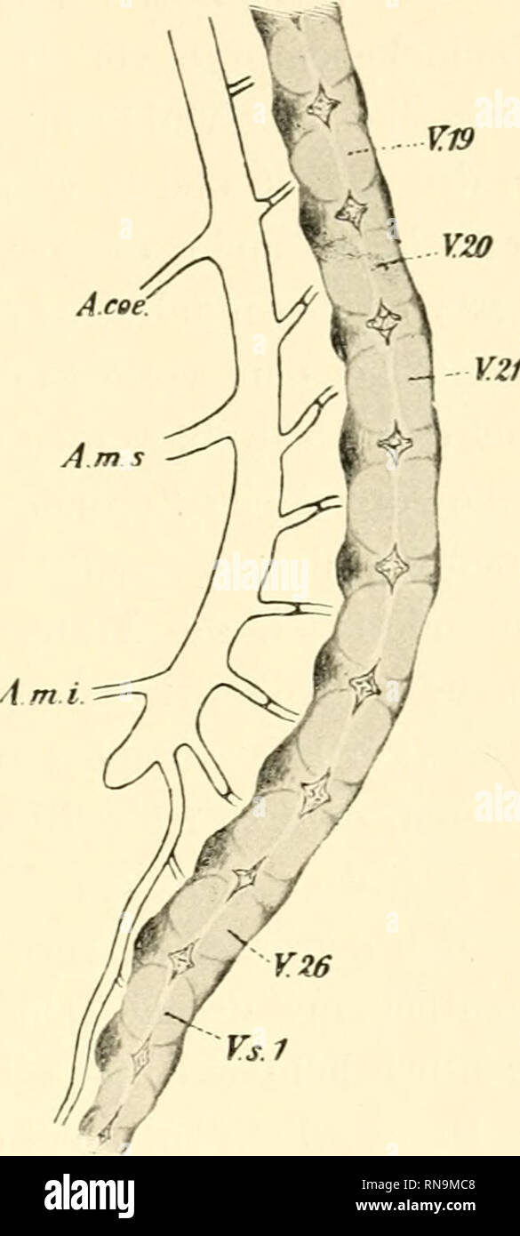 . Anatomische Hefte. Fig. 37. Medianschnitt durch Bauchaorta und Wirbelsäule eines Kaninchenembryo von 16 mm Steiss - Scheitellänge. (Versr. 20 fach.). Fig. 38. Medianschnitt durch Bauchaorta und Wirbelsäule eines Kaninchenenil&gt;ryo von 17.8 mm Steiss-Scheitellänge. (Vergr. 20 fach.) was für eine Verschmelzung der Anfangsstücke der A. iliacae communes sprechen würde, dieses Zurückweichen der Aorten- teilungsstelle in cranialer Richtung allein schon gegen die Wahr- scheinlichkeit eines solchen Vorganges zeugen würde. — Wenn ich dieses sage, gehe ich von der Voraussetzung aus, dass sich die. P Stock Photo