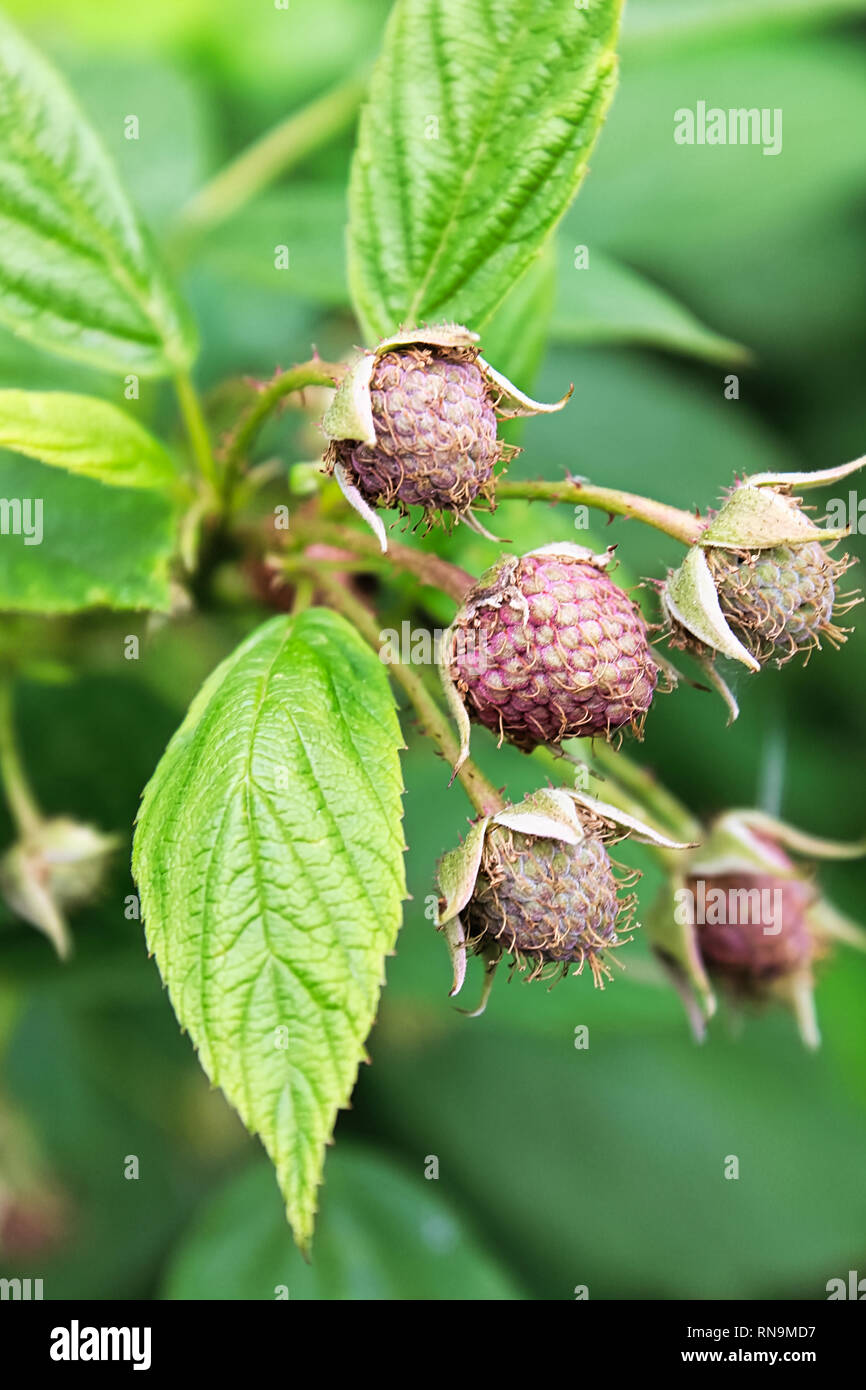 Closeup of unripe hairy raspberries and leaves Stock Photo