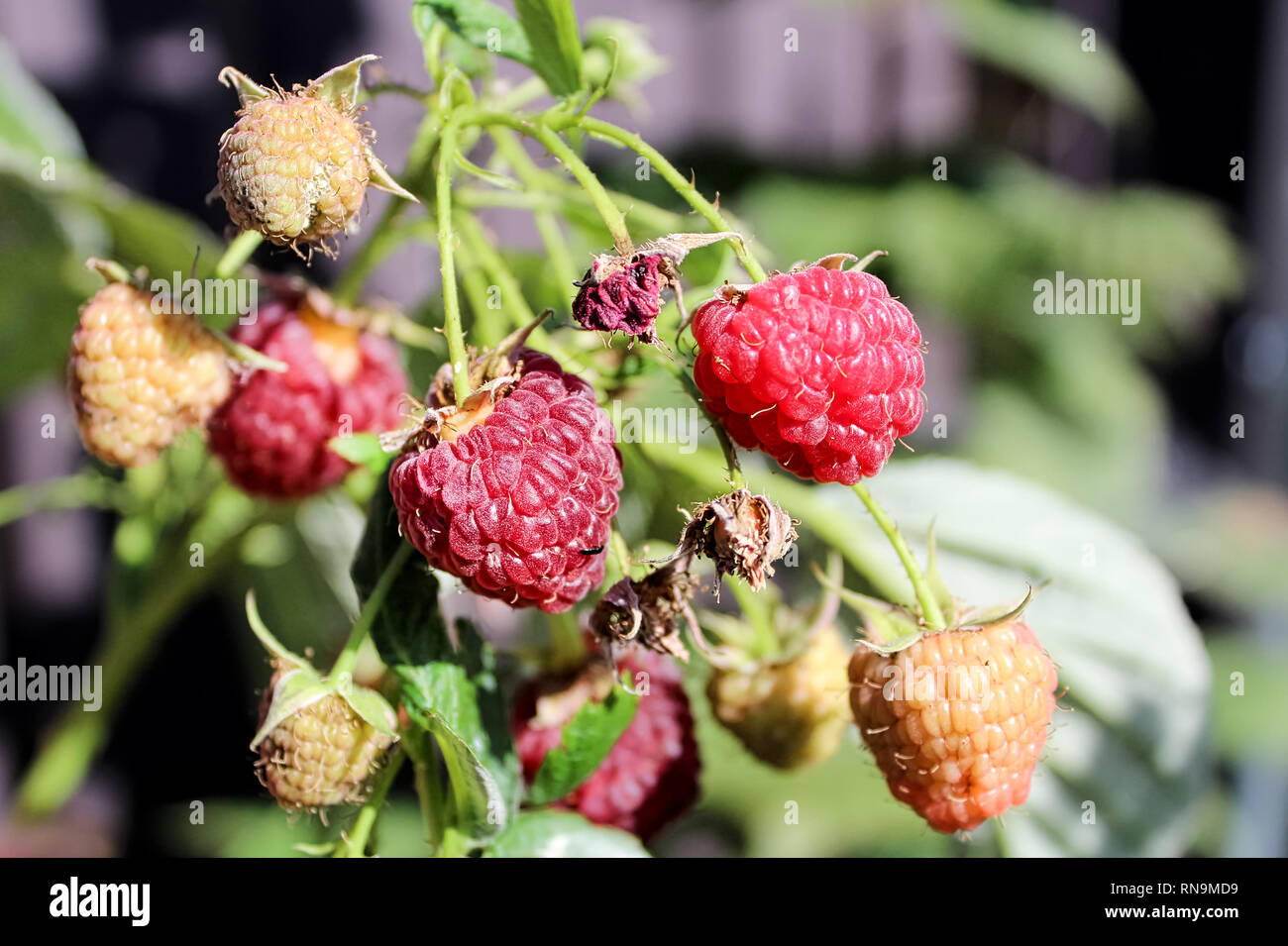 Raspberries in various stages of ripeness on the plant Stock Photo Alamy