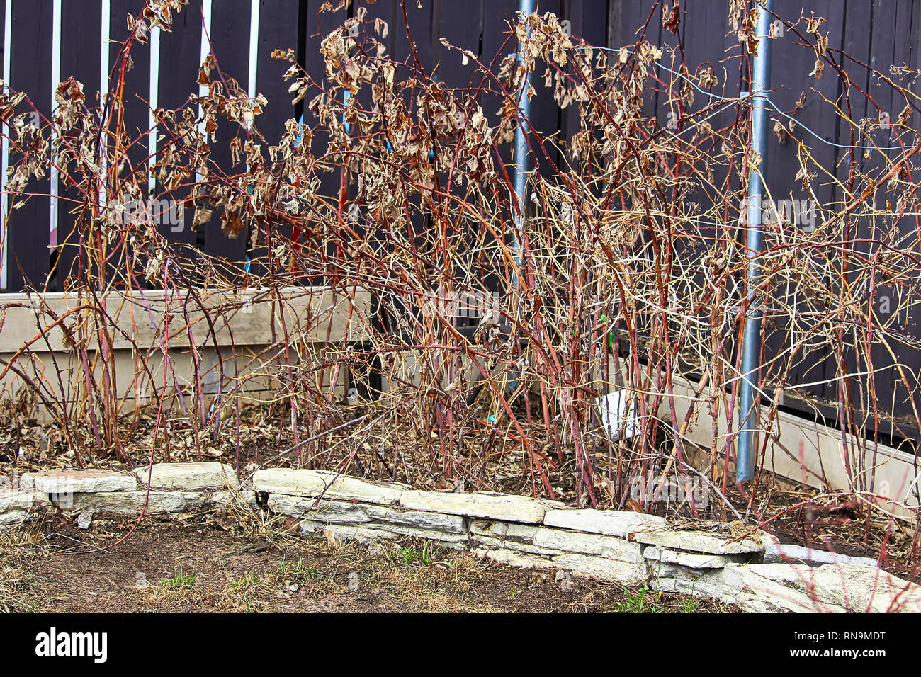 Dormant Raspberry Canes Dormant rapsberry canes in the spring ready to be cut back Stock Photo ...