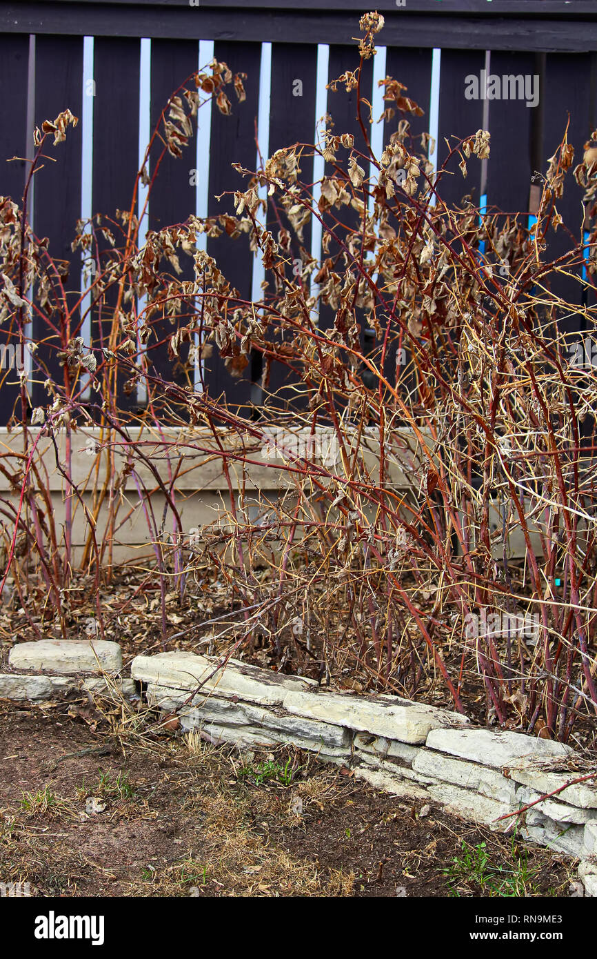 Dormant Raspberry Canes Dormant rapsberry canes in the spring ready to be cut back Stock Photo ...