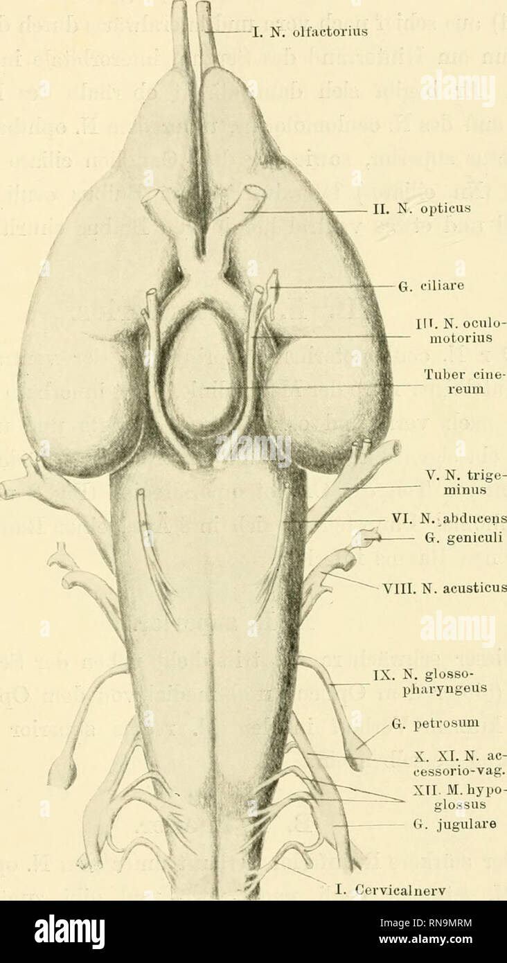 . Anatomische Hefte. Beitrag zur Kenntnis der Gehirnnerven der ...