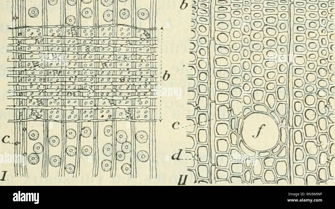 Anatomie et physiologie végétales à l'usage des étudiants en sciences  naturelles des universités, des élèves à l'Institut agronomique, des écoles  d'agriculture, etc. Plant anatomy; Plant physiology. STRUCTURK UES  VAISSKAUX 215 1&quot;