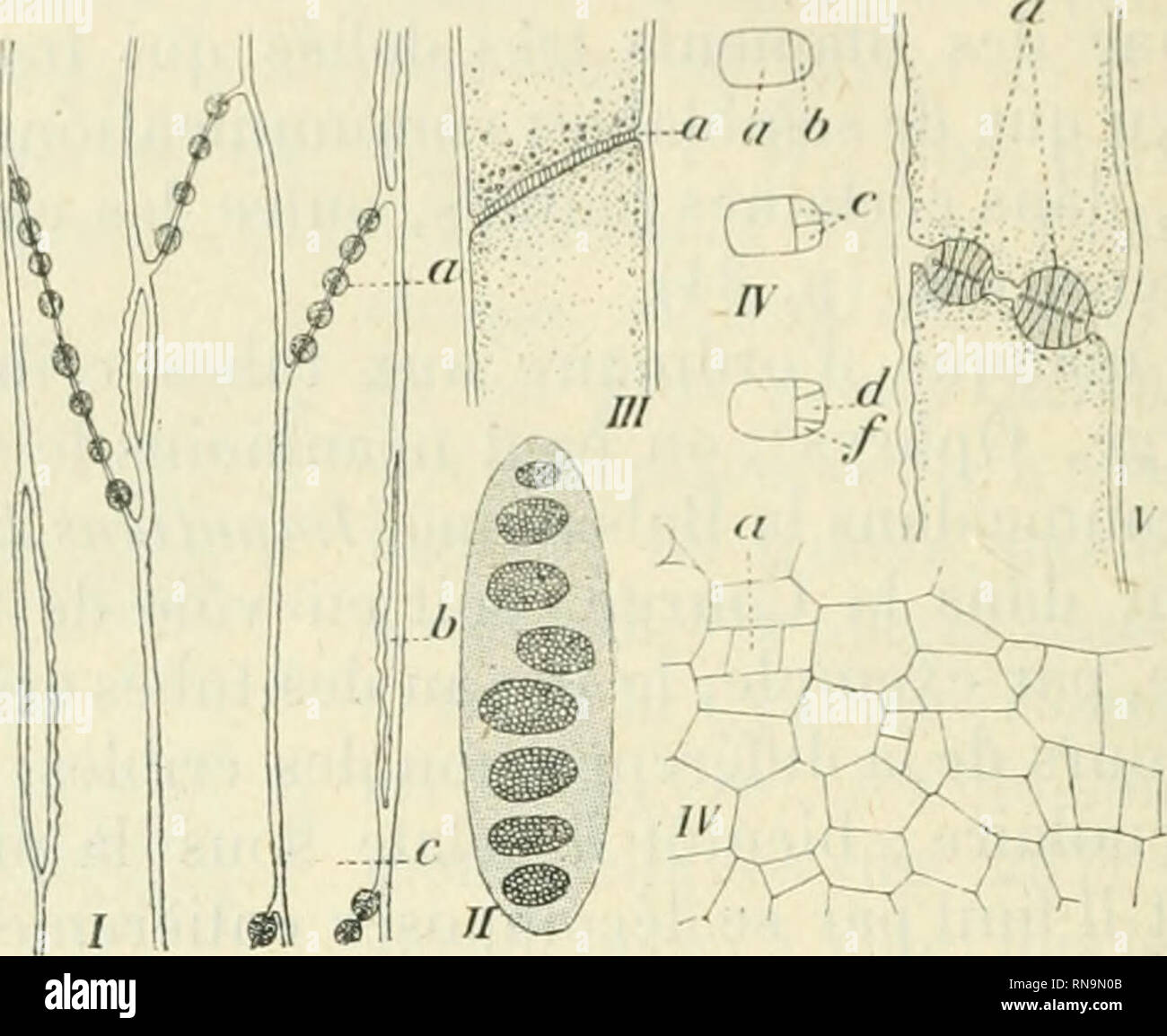 . Anatomie et physiologie végétales à l'usage des étudiants en sciences ...