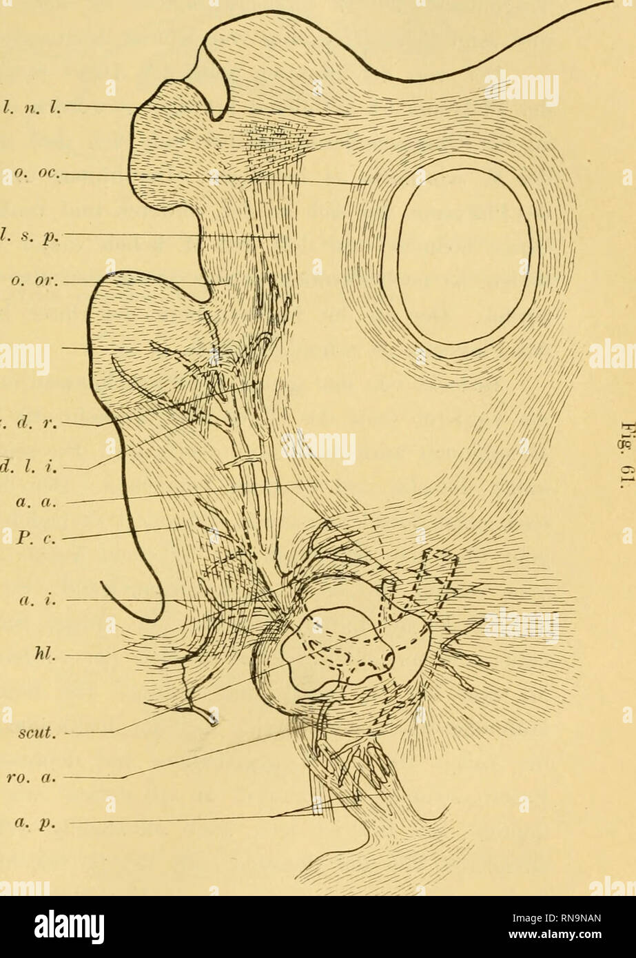 Anatomische Hefte Amp Mc O 7 I O O Beitrage Zur Vergleichenden Luitwiekelungsgeschiehte Etc 547 O R O G G N O N O Gt