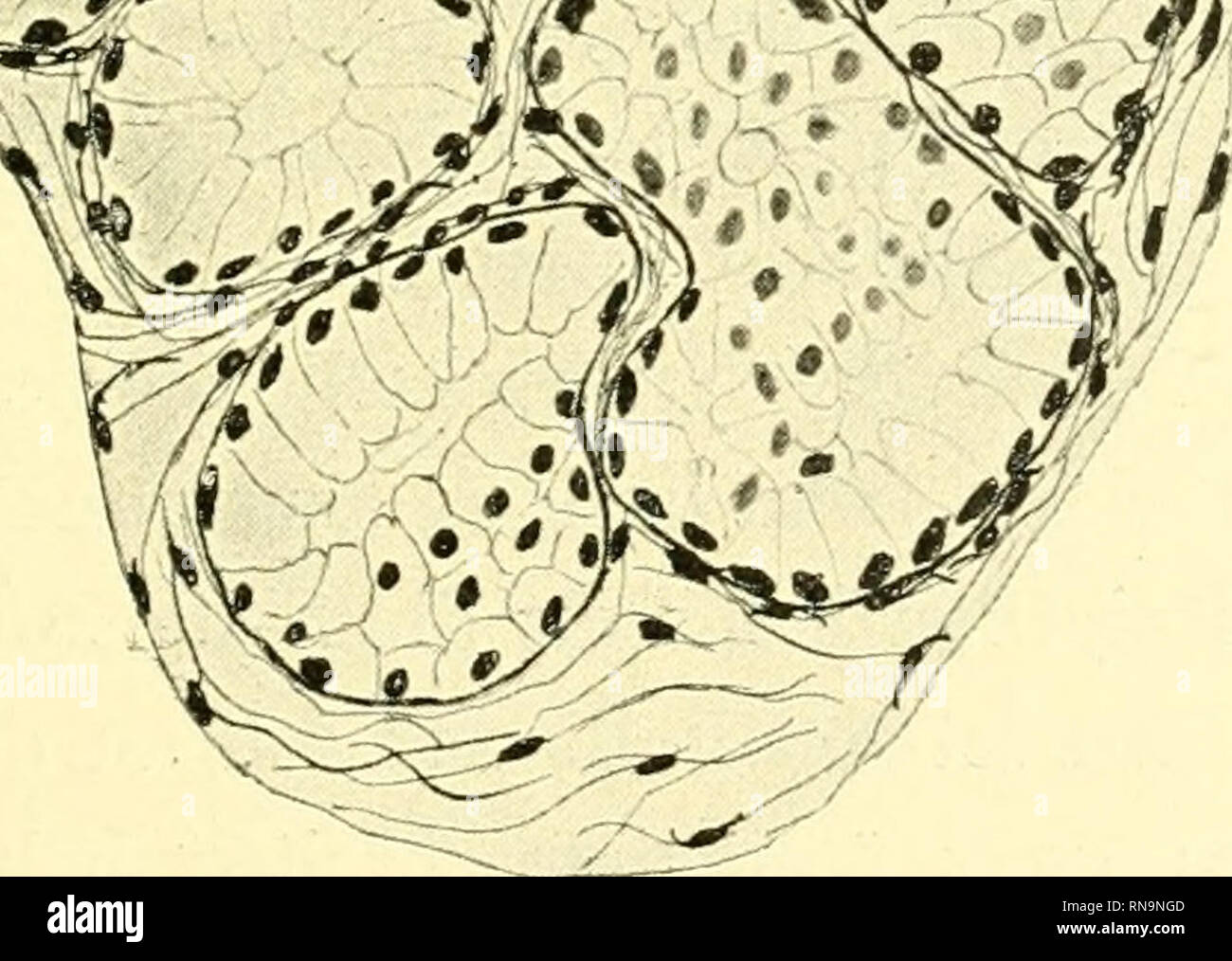 tubuli high resolution stock photography and images alamy