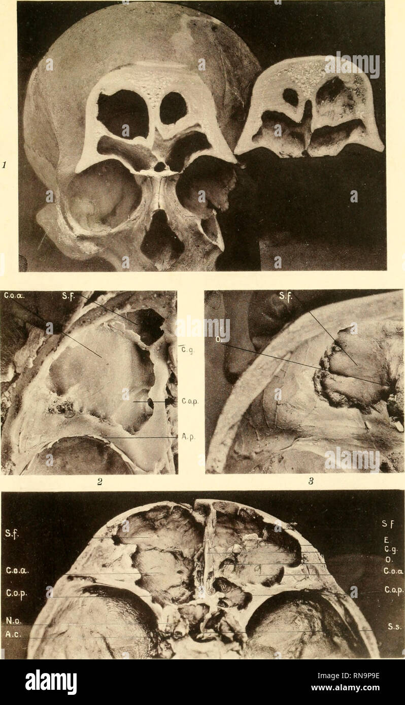 Anatomische Hefte Anatotn Hefte I Abteilung 111 Heft 37 Bd