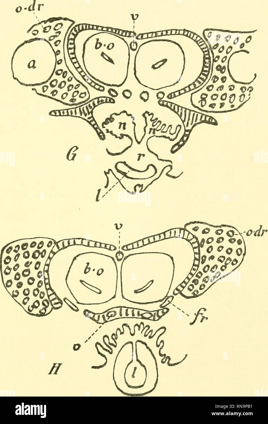 . Anatomische Hefte. Üb. d. Wechselbeziehung i. d. Ausbildung d. Jacobsonschen Organs etc. 27. Textfigur 4 (G und H). G. Entsprechend der Mündung der Nasenhöhlen (n) in den Rachen (r). H. Durch den Rachen und Kehlkopf. Riechepithel schwarz. Respiratorisches Epithel aus- gespart. Die Ringe entsprechen Drüsen. Skelet schraffiert. Gebogene Linie zwischen Riechepithel und Skelet ist ein Teil der knorpeligen Nasenkapsel. a Augapfel, dr laterale Nasendrüse. o. dr Orbitaldrüse, b. o Bulbus olfactorius. d. 1 Tränengang, bezw. Mündung desselben in den Ausführungsgang des Jacob- sonschen Organs, g' Rinn Stock Photo