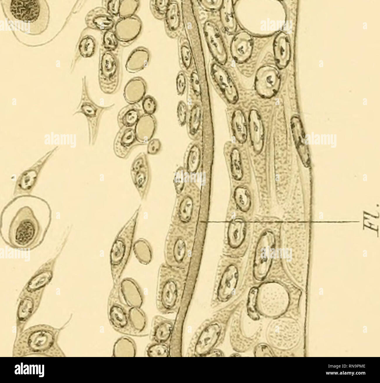 Anatomische Hefte Anatom Hefte Quot Ilteaun Il 100 93 Kz Tafel W 3 U R Su Ml V0 So Ph 1 Q 1 A L B