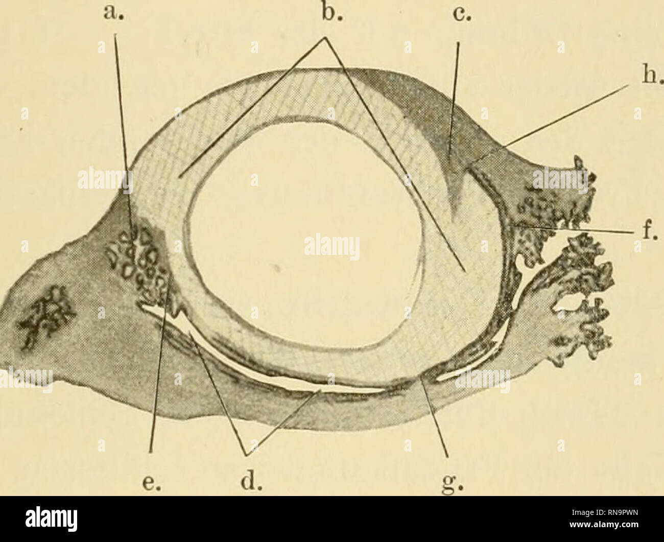 Schwangerschaft anatomie hi-res stock photography and images - Alamy