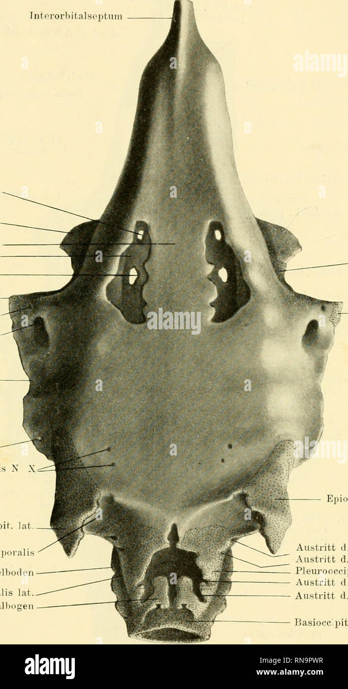 Page 2 D Dorsalis High Resolution Stock Photography And Images Alamy Page 2 D Dorsalis High Resolution Stock Photography And Images Alamy