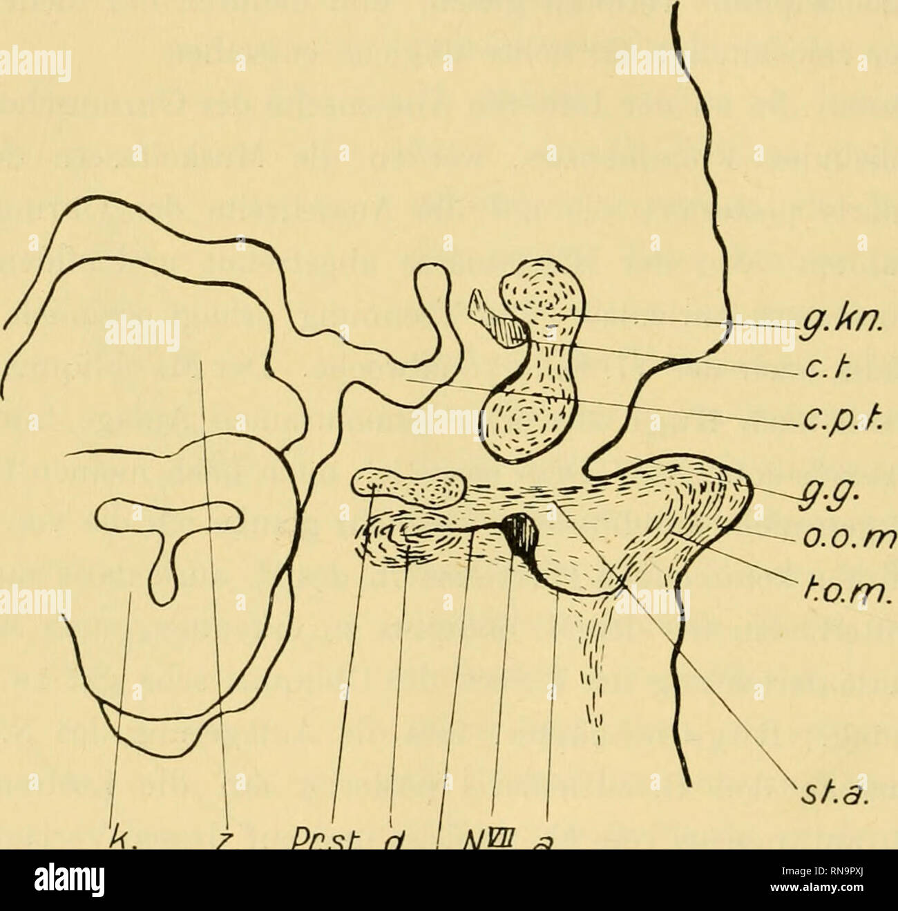 . Anatomische Hefte. 482 R. FUTAMURA, M. transversns auriculae oder mit dem Ende des M. auricularis posterior ist nicht vorhanden. Der obere hintere Teil des M. antitragicus verläuft beim Embryo von der 17. Woche durch die mediale Seite des M. auricularis posterior und superior hindurch,. d. I NP a. N.St. Fig. 15. Menschlicher Embryo von 6 Wochen. Frontalschnitt durch die Abgangsstelle desM. stylo-auricularis. 37fach vergrössert. g.kn. Gehörknöchelchen, ct. Chorda tympani. c. p.t. Canalis pharyngo-tympanicus. g. g. Gehörgrube, o. o. m. Myo- genesgewebe für die Ohrmuschelmuskulatur (aus oberflä Stock Photo
