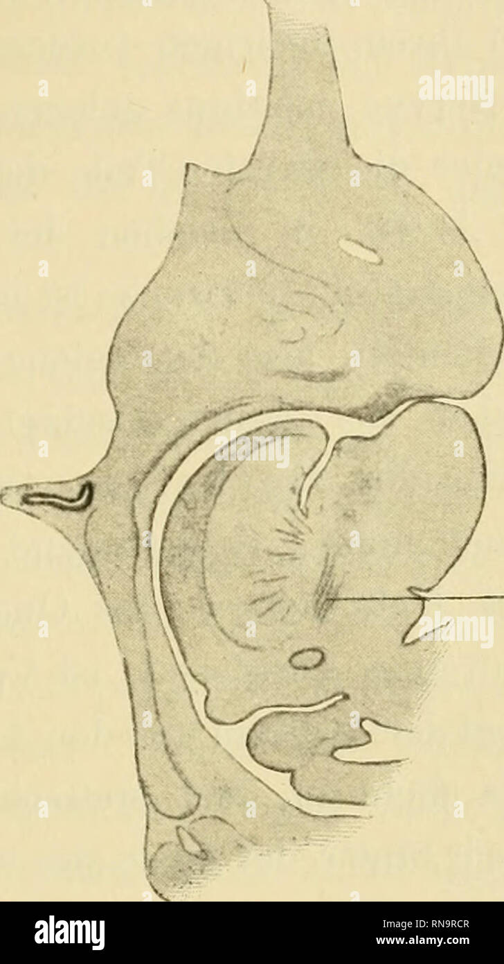 . Anatomische Hefte. Zur Entwickelungsgeschichte des menschlichen