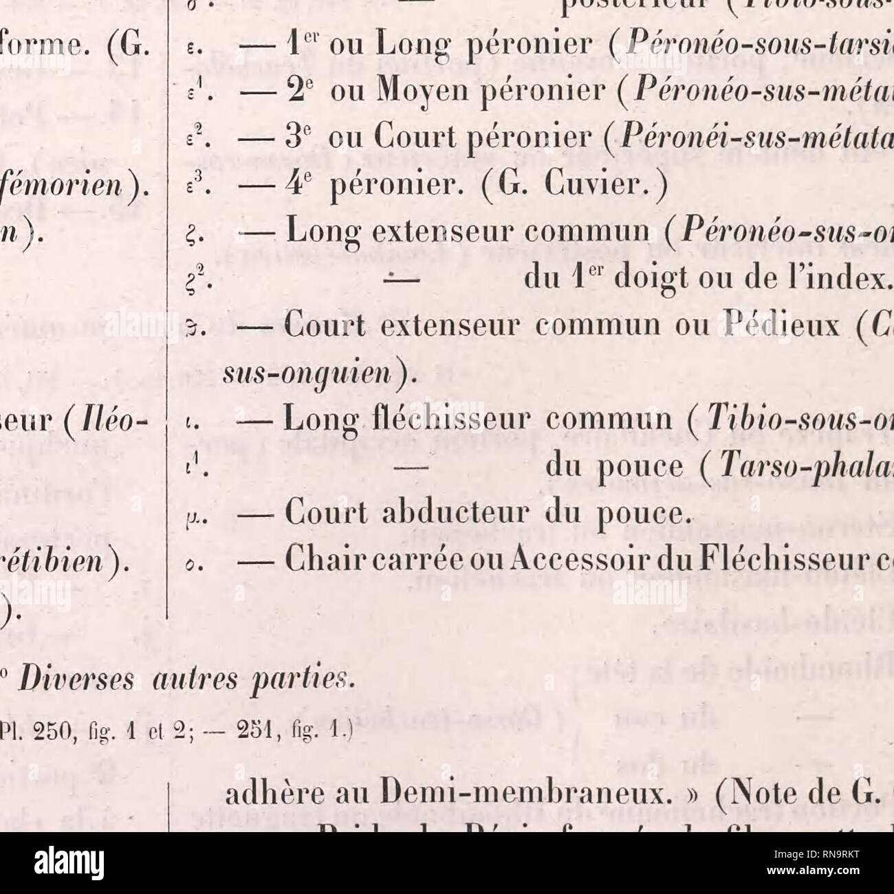 Anatomie Comparee Muscles Anatomy Comparative Eg I Face Latei E 17 Couche Cuvier Del Irap Auguste Jjry Faj Please Note That These Images Are Extracted From Scanned Page Images That May Have Been
