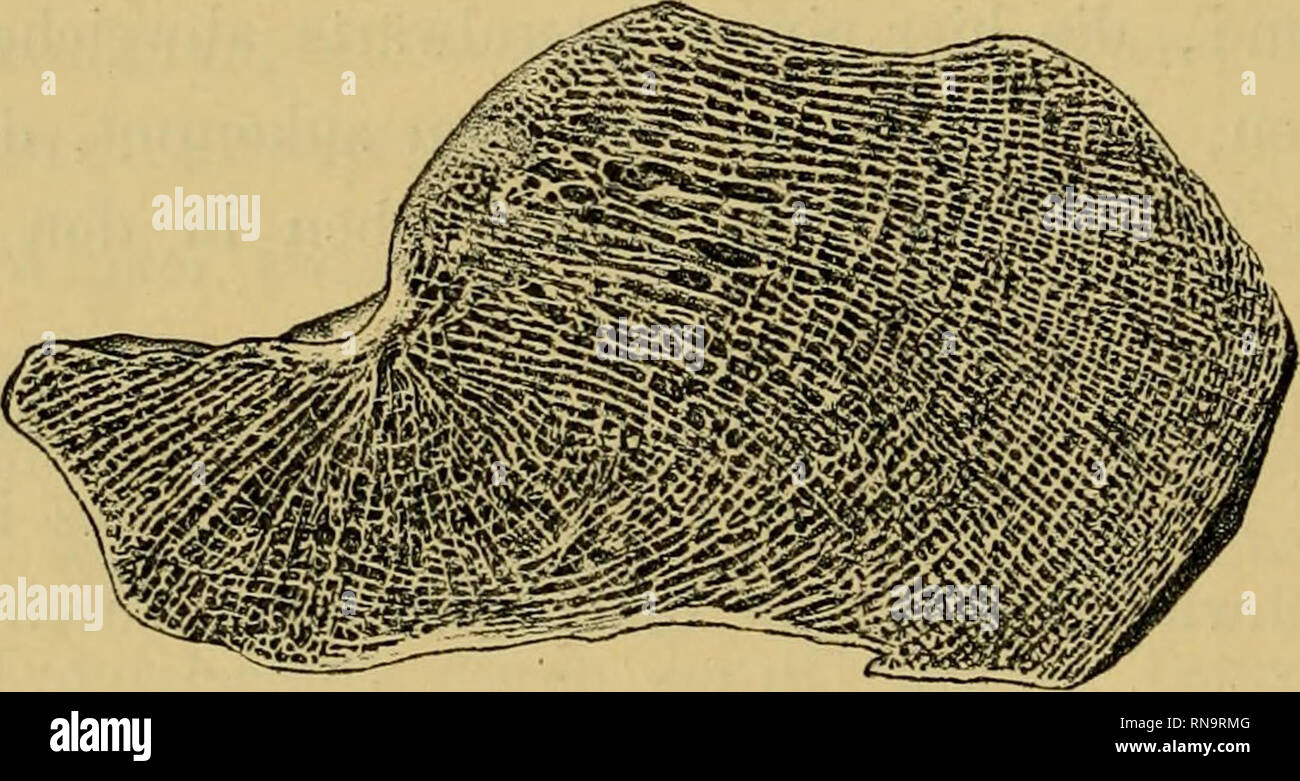 Anatomische Hefte. 27G F. FRIEDLÄNDER, aufmerksam zu machen, dass der  Sagittalschnitt des injizierten noch knorpeligen Calcaneus Gefässe zeigt  (Fig. 20), deren von vorne oben nach hinten unten ziehender Verlauf von  anderen