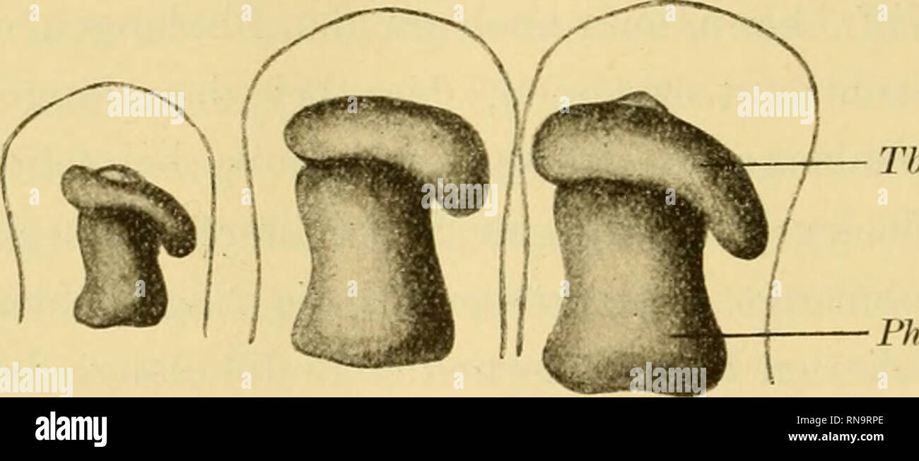 Entsteht ernst hires stock photography and images Alamy