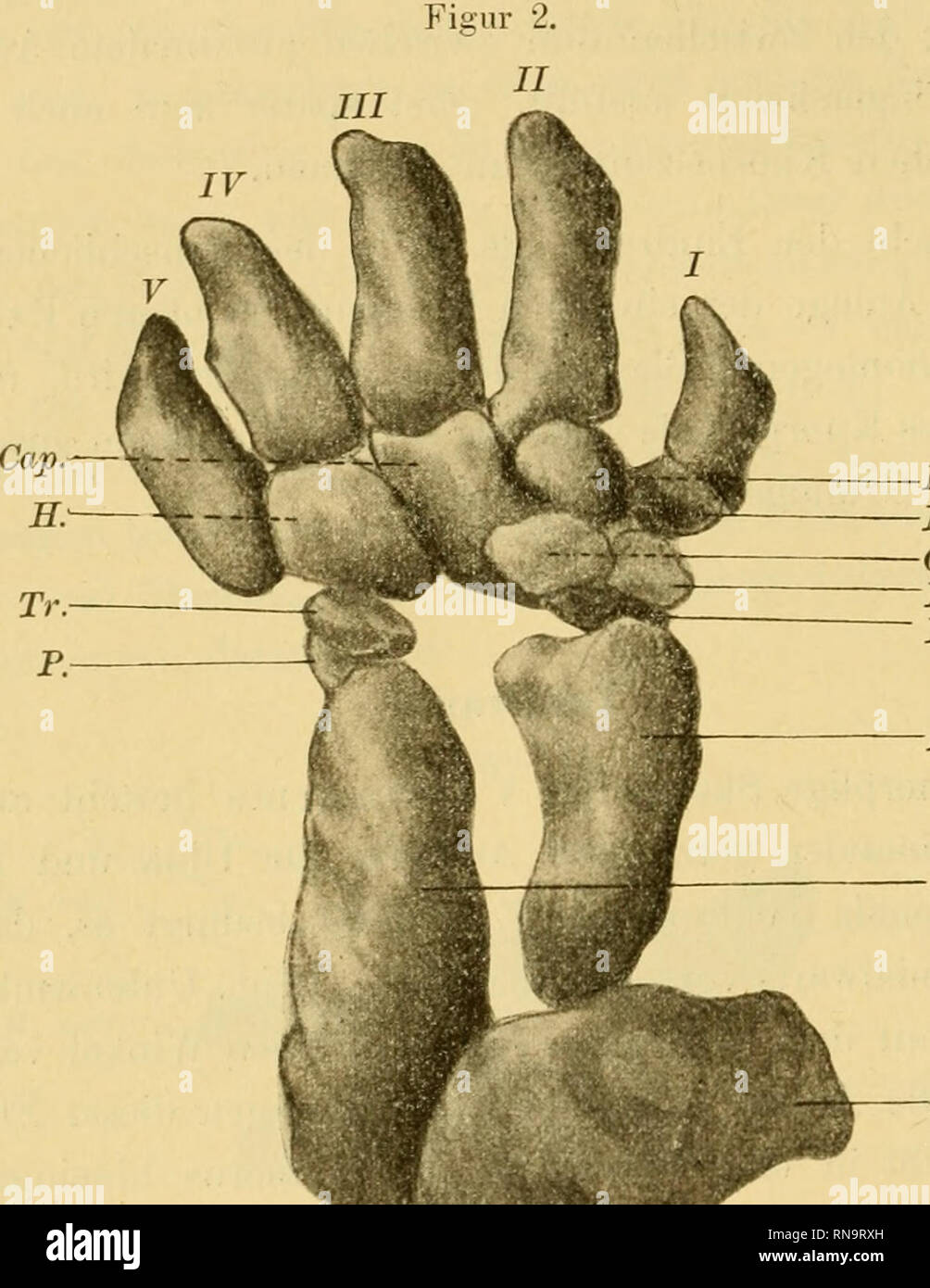 . Anatomische Hefte. 14 ERNST GRÄFENBERG, später der Epicondylus lateralis dem der medialen Seite an Grösse nachsteht, übertrifft er jetzt den ulnaren Epicondylus beträchtlich.. M. min M. maj. C. N. rad. N. uln. E. U. Huni. Dorsalansicht des rekonstruierten Armskeletts eines ca. ßwöchentl. menschl. Embryos. Linke Extremität. Vgr. 70 x. Hiini. Humerus N. rad. Naviculare radiale N. uln. Naviculare ulnare /'. Pisiforine Betr. der übrii2;en Zeichen siehe Fig. 1. Beide Unterarmkuorpel sind in ganzer Ausdehnung getrennt. Es fehlt das Lunatum, während das Naviculare aus einem N. rad. und einem N. uln Stock Photo