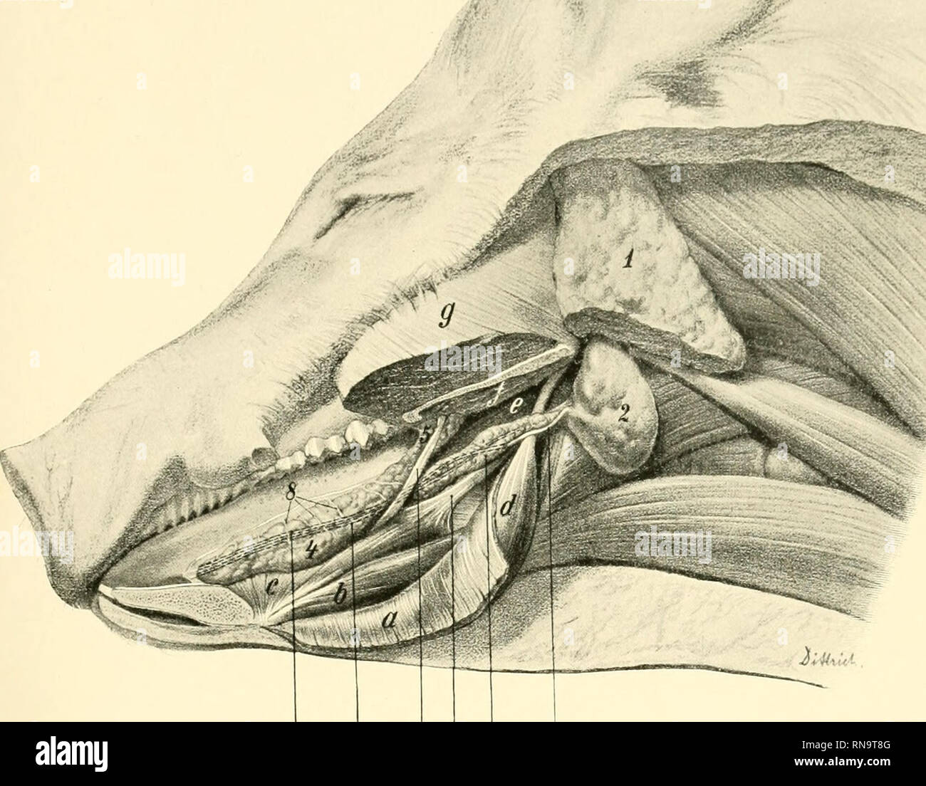 Page 6 Ss 16 High Resolution Stock Photography And Images Alamy