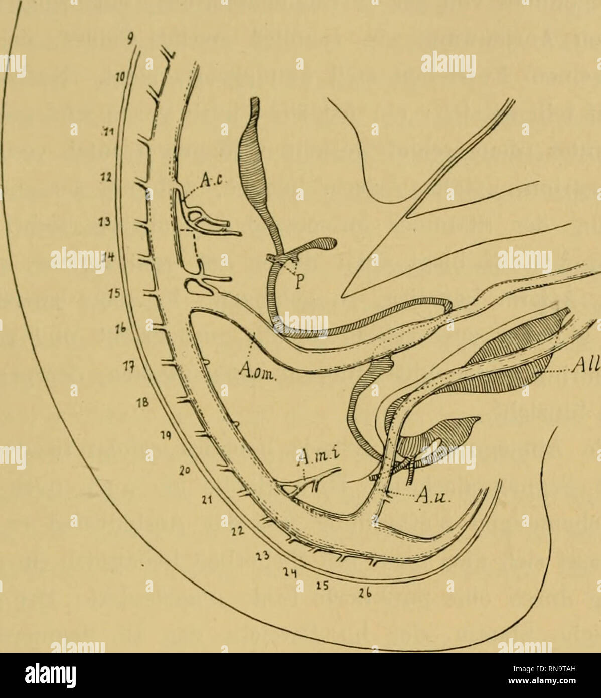 . Anatomische Hefte. Zur Kntwickelungsgeschichte der menscliliclion Darmarterien. 197 Die Sagittalrekonstruktion dieses Embryo wurde in der IlTihc der 9. segmentalen Rumpf wandarterie begonnen. (Fig. 2.) Der Magen ist deutlich abgegrenzt, seine grosse Kurvatur ist ein wenig nach links gerückt. Die Mündungen des dorsalen und ventralen Pankreas sind einander sehr nahe. Unterhalb. Textfigur 2. Sagittalrekonstruktiou des Embryo huiu La. bei 50 facker Vergrösserung rekonstruiert, bei 20facher Vergrösserung reproduziert. A. c. Art. coeliaca. A. oin. Art. omphalo- mesenterica. A. m. i. Art. mesenteri Stock Photo