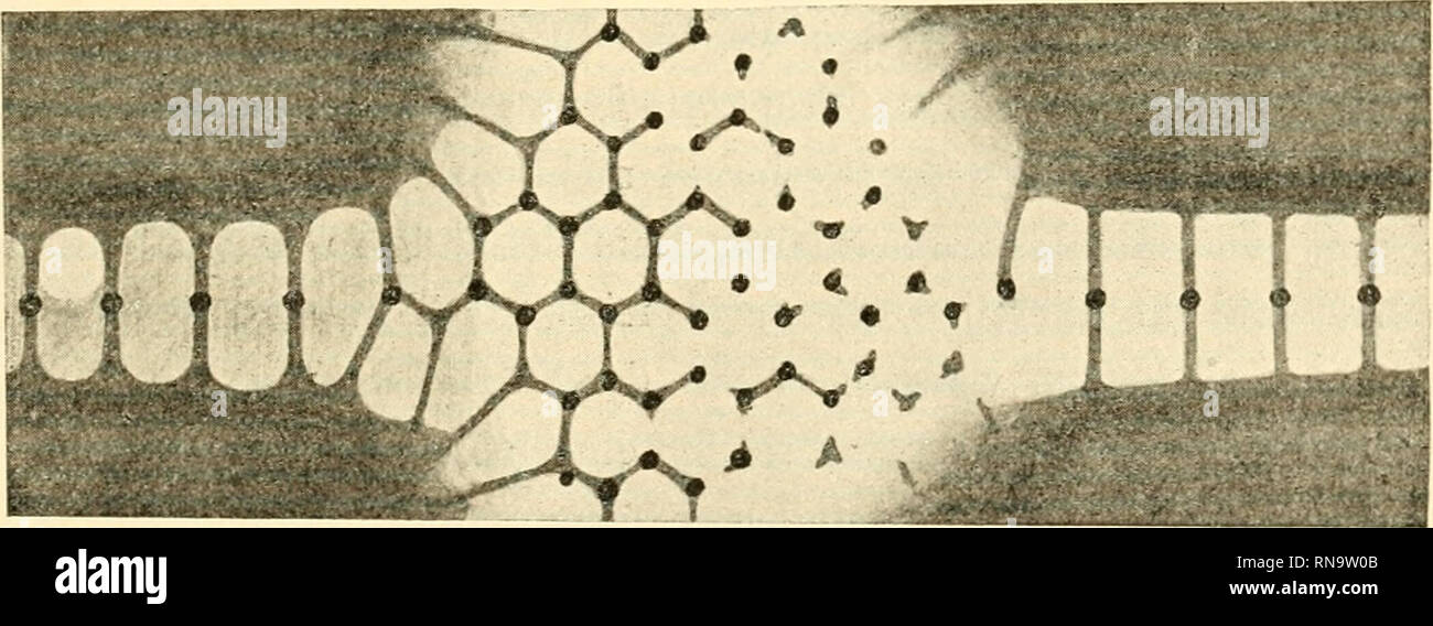 . Anatomische Hefte. Figur 2.. Figur 3. Scheniatische Darstellung der Intercellularstrukturen im Chordagewebe. 1. Das erste Erscheinen der intercellularen Vakuolen (rechts) in einer früher einheitlichen Scheide- wand (links). Die „Zwischenkörperchcn&quot;, die früher in der Scheidewand (intercellulare Protoplasniaverdichtung) sich befanden, kommen später zwischen die einzelnen Vakuolen zu liegen. 2. Eine Partie von der Zellgrenze mit einer Schicht von Vakuolen und den zwischen ihnen sich befindenden „Zwischenkörpcrchen.&quot; 3. Eine schematische Dar- stellung des Überganges von der intercellu Stock Photo