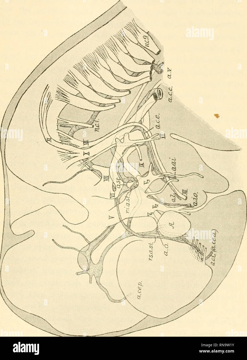 Sagittalebene hi-res stock photography and images - Alamy