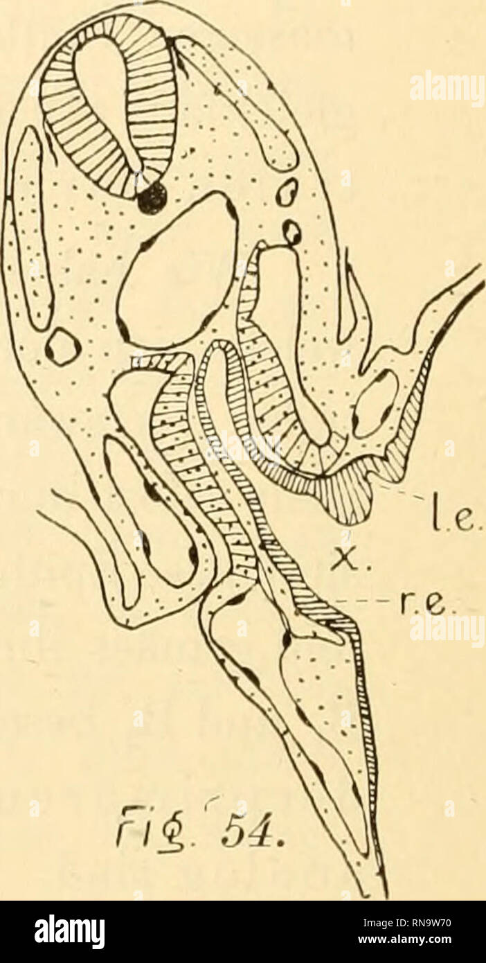 . Anatomische Hefte. Hi 53. Embryo B4; Fig. 52—54; Vergr. 66-/3. amf Amnionfalte; ao Aorta; ch Chorda; coe Cölom; er. kranialer Teil der Leberanlage; d Darm; De Dotterentoderm ; hb Herzbeutel; 1. c. und r. c. linker und rechter kaudaler Teil der Leberanlage; rm Rückenmark urw. Urwirbel; V. c. Vena cardinalis inferior; V. i. raesodermale Zotten ; V. o. m. d; und s. Vena omphalo-mesenterica dextra und sinistra; x geht aus dem Text hervor. Abkürzungen zu ersehen. Der Darm (d), in dorso-ventraler Richtung lang ausgezogen, zeigt dorsal und ventral von einer gedachten Verbindung der Venae omph.-mes. Stock Photo