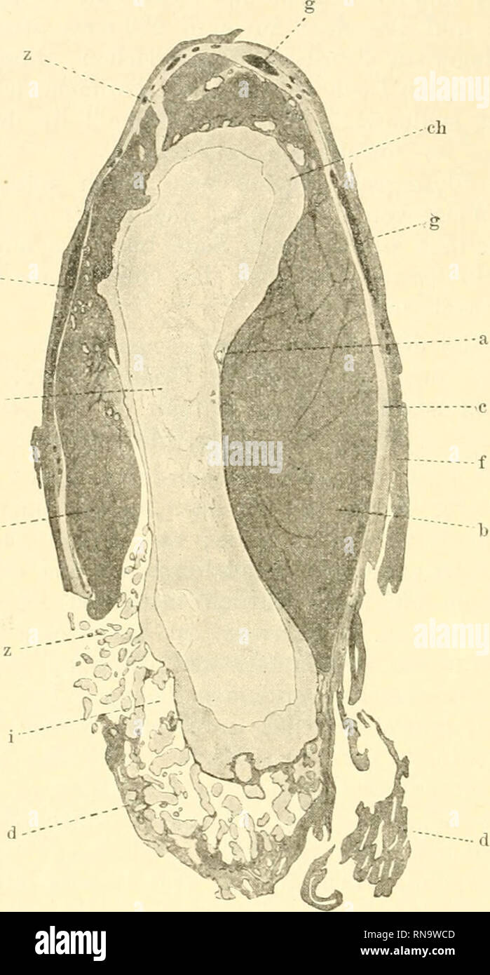 . Anatomische Hefte. 230 F. MAHCHAND, finden sich auch an dem gegenüberliegenden Eipole, sehr wenige an den seitlichen Flächen. An denjenigen Teilen, wo die Decidua basalis noch erhalten ist, also hauptsächlich an den mehr nach der Peripherie. Fig. 5. Abortives Ei mit Decidua capsularis und einem kleinen Reste der Decidua basilaiis. Die Kapsel ist seitlich zusammengedrückt und durch koaguliertes Blut ausgefüllt. (Schnitt 214, Vergr. ca. 6 mal.) 0 Ovulum; c Decidua capsularis; d Decidua basalis; f Fibrinöse Auflagerung der Kapsel; ch Chorion; z Zotten; i Intervillöser Raum an der Basis; b Blutc Stock Photo