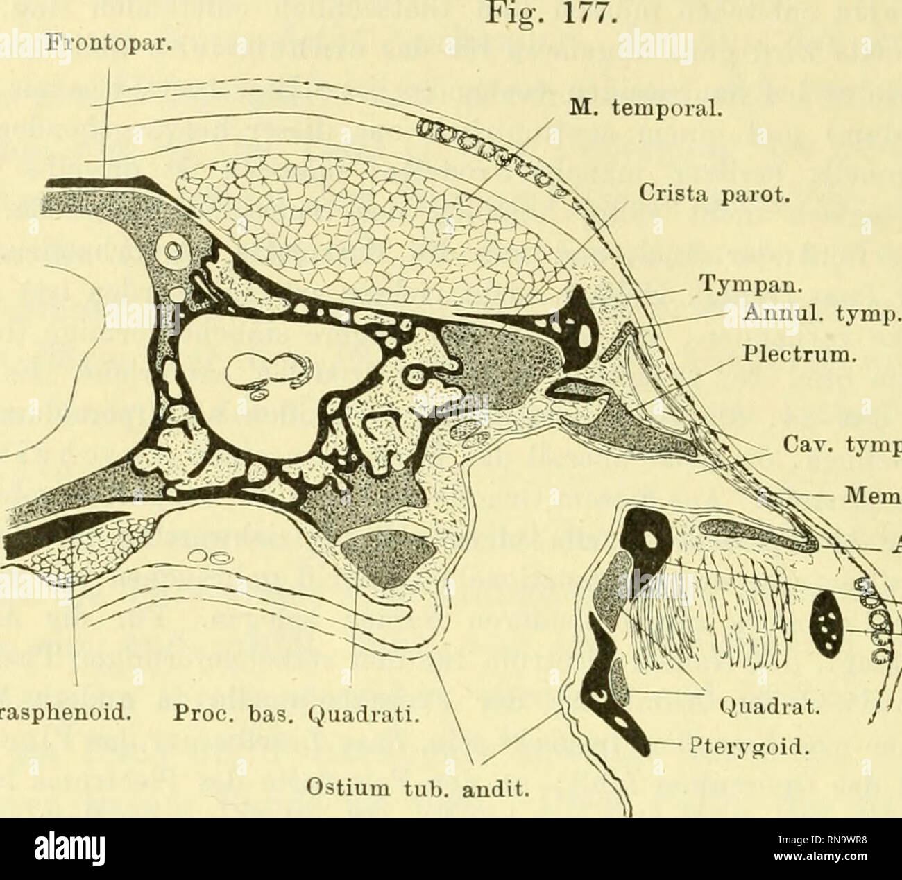 . Anatomie des Frosches. Frogs; Amphibians. 742 PaukenhöHe. ren Paukenhöhlenabschnitt in den inneren führt. Diese innere Oeff- nung besitzt aber nicht die rundliche Form, die sie am isolirten Annuliis tympanicus zeigt, sondern wird von vorn her sehr beträcht- Frontopar. Cav. tymp. Membi'. tymp. fe^'-y- Annul. tymp. g^ Tympan. J,'Ji/J Vlj^*^&quot;^dr.-max. .-at. // Parasphenoid. Proc. bas. (juadiati Ostium tub. andit. Schnitt durch die Paukenhöhle von Kana eaculenta. Vergr. 4 mal. Fi?. 178. Plica plectri Cav. tymp. M. depr. mand.. Please note that these images are extracted from scanned page i Stock Photo