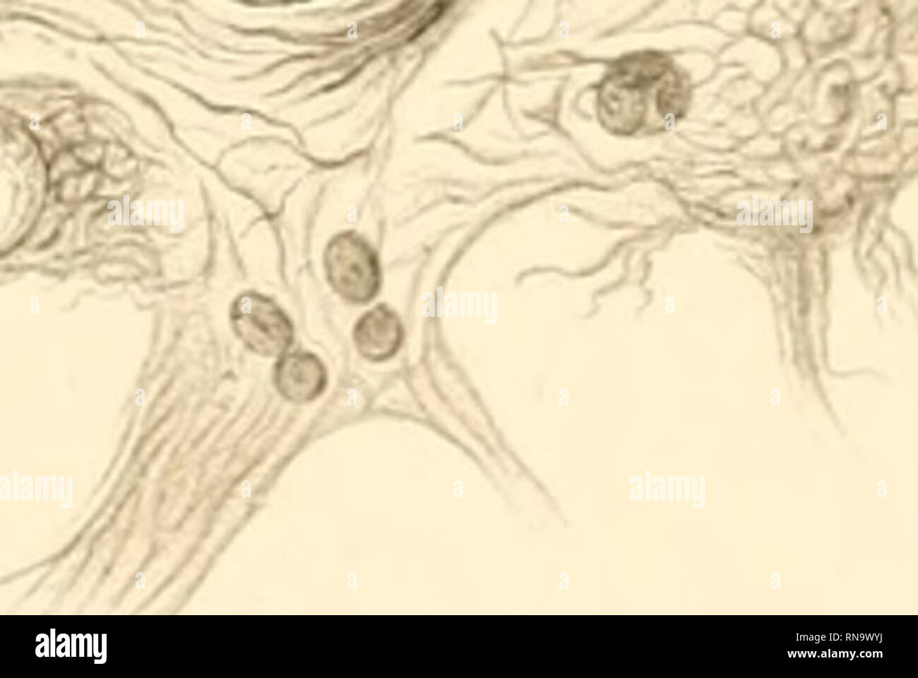 Anatomische Hefte Aiialora Heftei A Quot Bteilmigj Lwheft C15 B I Hl Taf Xi Gt V Fig 7 Gt O Quot F O Gt Quot Lt Lt E R S Lt I C J1 1 Sdv La L O Oi W Tj M M Fig 3 J
