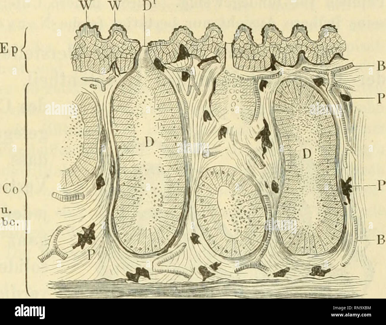 Froschhaut hires stock photography and images Alamy
