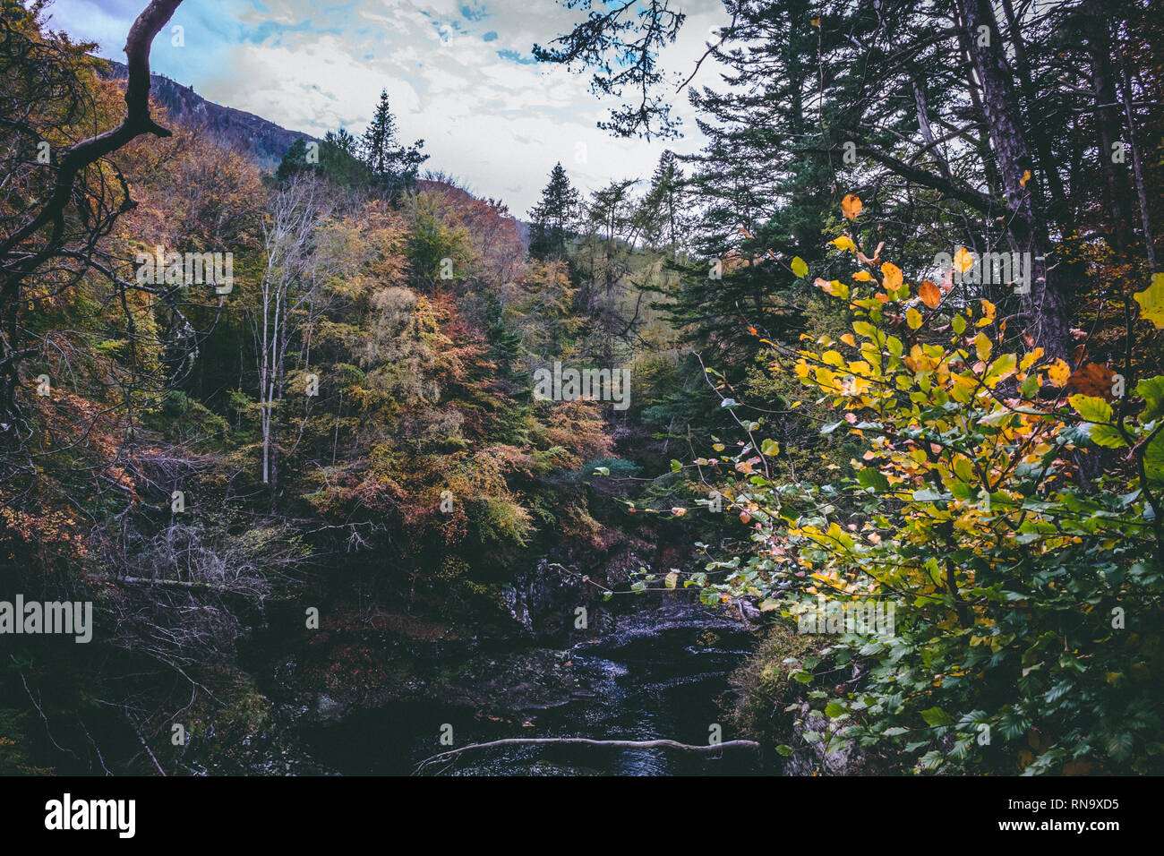 Scottish Forest Winter Stock Photo