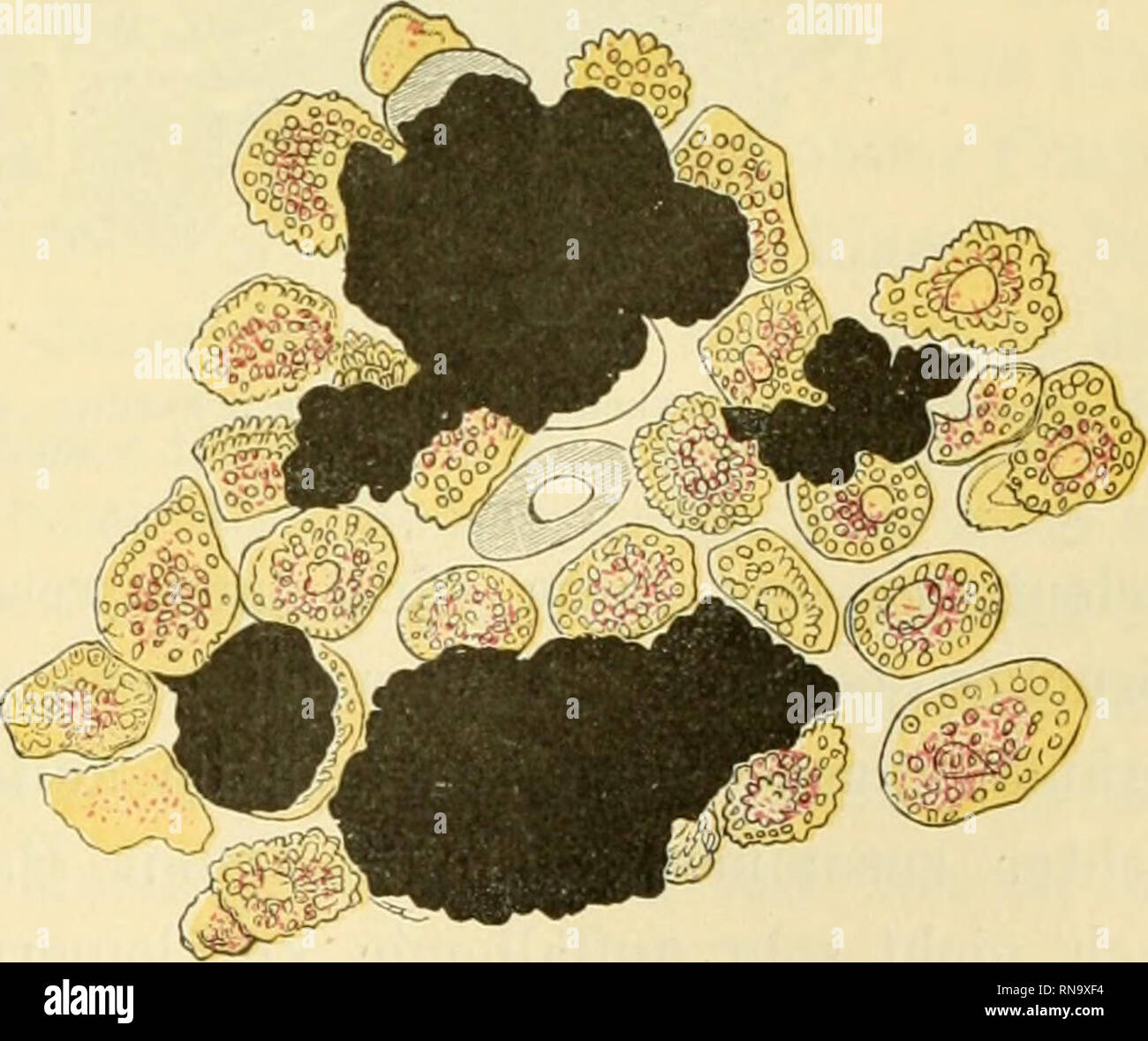 . Anatomie des Frosches. Frogs; Amphibians. Xantholeukophoren, Xanthophoren und Leukophoren des Coriuras. 503 gebaut wären. Eine deutlich krystallinische Structur konnte Bieder- mann an ihnen nicht wahrnehmen, obschon das optische Verhalten darauf hinweist. Der zweite Inhaltsbestandtheil, das in goldgelben Tröpfchen vor- handene Lipochrom, verleiht den Zellen ihre gelbe Farbe. Das vorlierrscheiid metallisch glänzende Gelb sowohl inmitten grüner Flächen wie gegen den Rand der grünen Hautpartien hin rührt überwiegend nur von der dichten Lagerung der gelben Zellen und ihrem grösseren Gehalt an ge Stock Photo