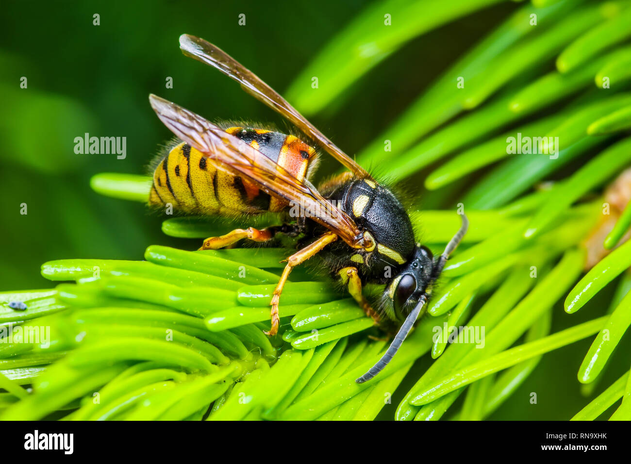 Download Yellow Jacket Wasp Insect on Fir Tree Stock Photo - Alamy