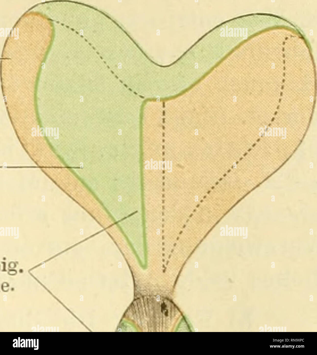 Anatomie Des Frosches Frogs Amphibians Harnblase 267 Ausatz Des Lig Vesicale Laterale Lose Befestigte Partie Des Peri Toueiuns Befestig D Lig Recto Vesicale Von Der Stelle Aus Wo Der Blasenhals In