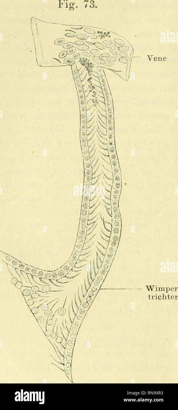 Vier trichter hires stock photography and images Alamy